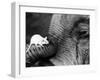 Mouse Crawls up Elephants Trunk-null-Framed Photographic Print