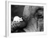 Mouse Crawls up Elephants Trunk-null-Framed Photographic Print