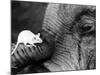 Mouse Crawls up Elephants Trunk-null-Mounted Photographic Print