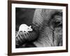 Mouse Crawls up Elephants Trunk-null-Framed Photographic Print