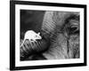 Mouse Crawls up Elephants Trunk-null-Framed Photographic Print