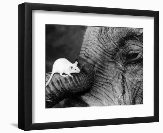 Mouse Crawls up Elephants Trunk-null-Framed Photographic Print