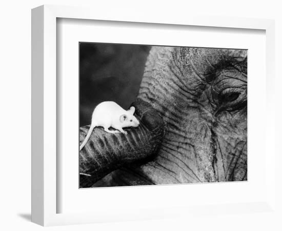 Mouse Crawls up Elephants Trunk-null-Framed Photographic Print