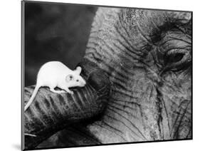 Mouse Crawls up Elephants Trunk-null-Mounted Photographic Print
