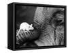 Mouse Crawls up Elephants Trunk-null-Framed Stretched Canvas