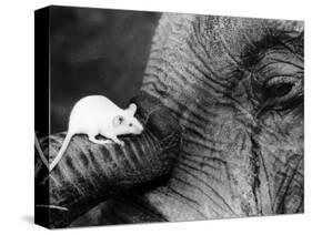 Mouse Crawls up Elephants Trunk-null-Stretched Canvas