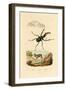 Mouse Deer, 1833-39-null-Framed Giclee Print