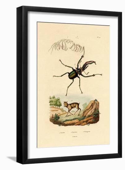 Mouse Deer, 1833-39-null-Framed Giclee Print