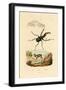 Mouse Deer, 1833-39-null-Framed Giclee Print