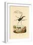 Mouse Deer, 1833-39-null-Framed Giclee Print