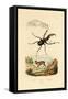 Mouse Deer, 1833-39-null-Framed Stretched Canvas
