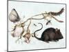 Mouse, Flower and Insect, 16th Century-Joris Hoefnagel-Mounted Giclee Print