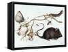 Mouse, Flower and Insect, 16th Century-Joris Hoefnagel-Framed Stretched Canvas