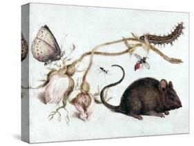 Mouse, Flower and Insect, 16th Century-Joris Hoefnagel-Stretched Canvas