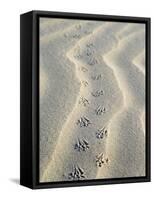 Mouse Footprints in the Sand of Dunes, Belgium-Philippe Clement-Framed Stretched Canvas
