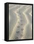 Mouse Footprints in the Sand of Dunes, Belgium-Philippe Clement-Framed Stretched Canvas