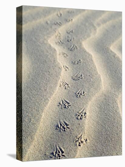 Mouse Footprints in the Sand of Dunes, Belgium-Philippe Clement-Stretched Canvas