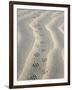 Mouse Footprints in the Sand of Dunes, Belgium-Philippe Clement-Framed Premium Photographic Print