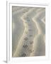 Mouse Footprints in the Sand of Dunes, Belgium-Philippe Clement-Framed Premium Photographic Print