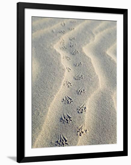 Mouse Footprints in the Sand of Dunes, Belgium-Philippe Clement-Framed Premium Photographic Print