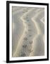 Mouse Footprints in the Sand of Dunes, Belgium-Philippe Clement-Framed Premium Photographic Print