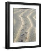 Mouse Footprints in the Sand of Dunes, Belgium-Philippe Clement-Framed Premium Photographic Print