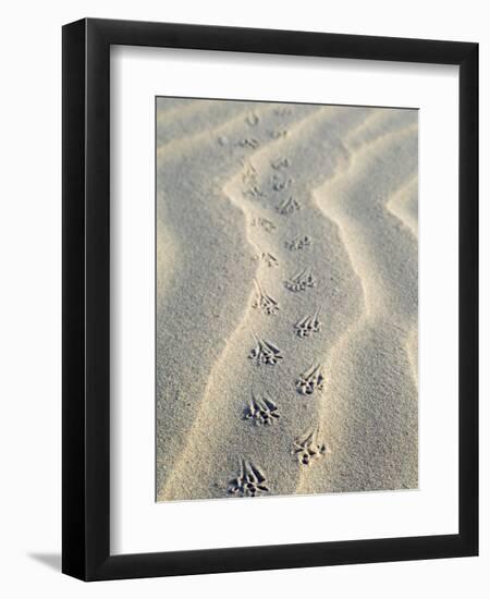 Mouse Footprints in the Sand of Dunes, Belgium-Philippe Clement-Framed Premium Photographic Print