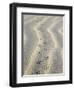 Mouse Footprints in the Sand of Dunes, Belgium-Philippe Clement-Framed Premium Photographic Print