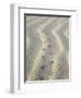 Mouse Footprints in the Sand of Dunes, Belgium-Philippe Clement-Framed Premium Photographic Print