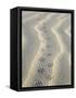 Mouse Footprints in the Sand of Dunes, Belgium-Philippe Clement-Framed Stretched Canvas