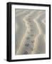 Mouse Footprints in the Sand of Dunes, Belgium-Philippe Clement-Framed Photographic Print