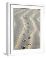 Mouse Footprints in the Sand of Dunes, Belgium-Philippe Clement-Framed Photographic Print