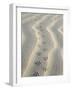 Mouse Footprints in the Sand of Dunes, Belgium-Philippe Clement-Framed Photographic Print