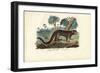 Mouse Lemur, 1863-79-Raimundo Petraroja-Framed Giclee Print