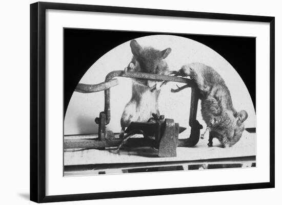 Mouse or Rat Trap?, Late 19th or Early 20th Century-null-Framed Photographic Print