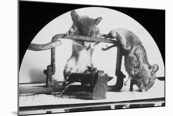 Mouse or Rat Trap?, Late 19th or Early 20th Century-null-Mounted Photographic Print