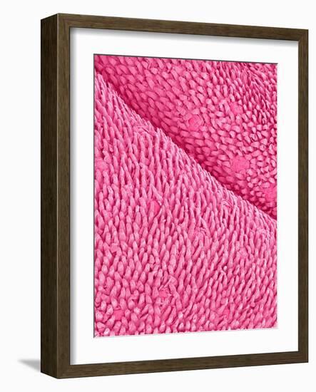 Mouse Tongue-Micro Discovery-Framed Photographic Print