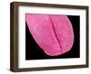 Mouse tongue-Micro Discovery-Framed Photographic Print