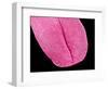 Mouse tongue-Micro Discovery-Framed Photographic Print