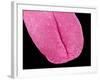 Mouse tongue-Micro Discovery-Framed Photographic Print