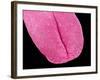 Mouse tongue-Micro Discovery-Framed Photographic Print