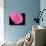 Mouse tongue-Micro Discovery-Mounted Photographic Print displayed on a wall