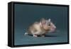 Mouse-DLILLC-Framed Stretched Canvas