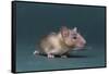 Mouse-DLILLC-Framed Stretched Canvas