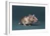 Mouse-DLILLC-Framed Photographic Print