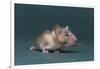 Mouse-DLILLC-Framed Photographic Print