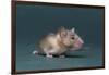 Mouse-DLILLC-Framed Photographic Print