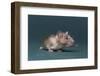 Mouse-DLILLC-Framed Photographic Print