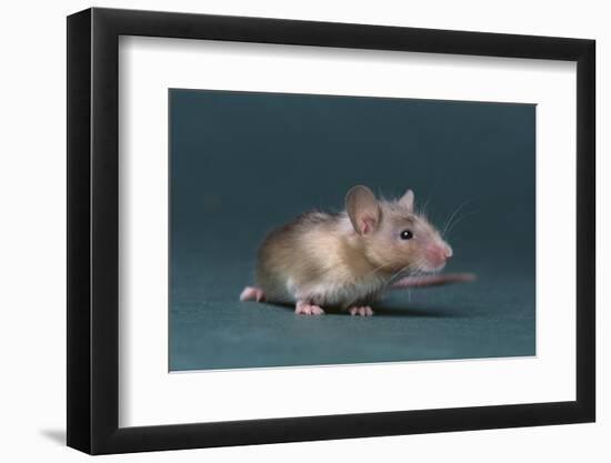 Mouse-DLILLC-Framed Photographic Print