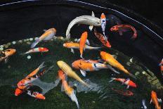 Colorful Koi Fish Swimming in the Pool-Mousedeer-Photographic Print